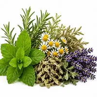 Plantes & Herbes